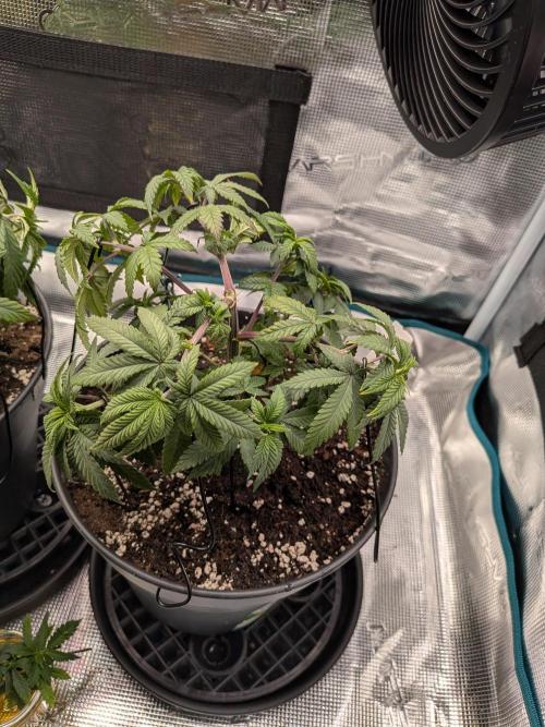 Northern Lights & Critical. Week 8