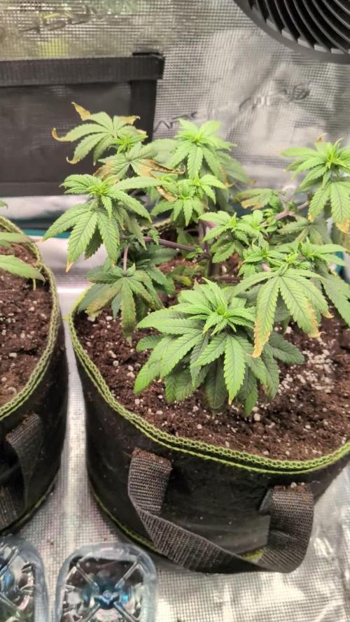 Northern Lights & Critical