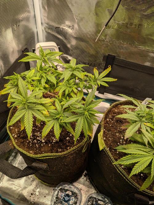 Northern Lights & Critical. Week 9