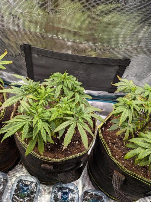 Northern Lights & Critical. Week 9