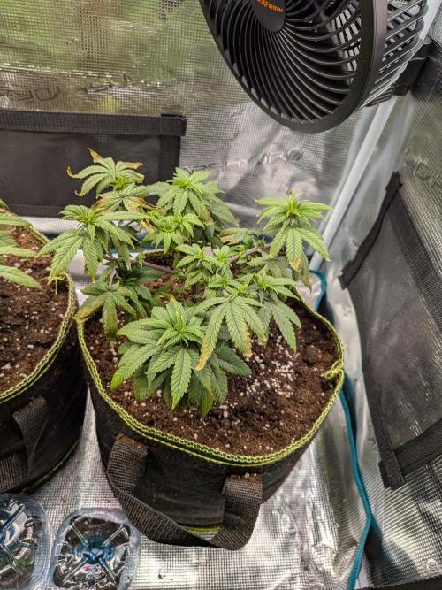 Northern Lights & Critical. Week 9