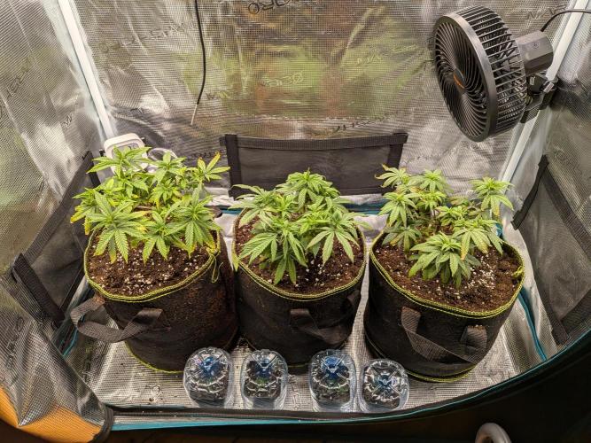 Northern Lights & Critical. Week 9