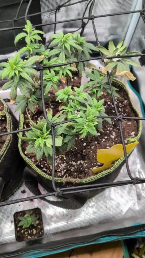 Northern Lights & Critical