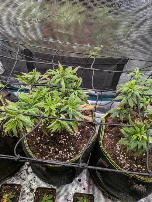 Northern Lights & Critical. Week 10