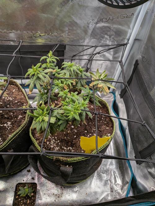 Northern Lights & Critical. Week 10