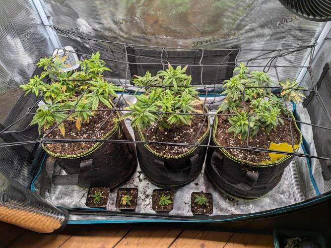 Northern Lights & Critical. Week 10