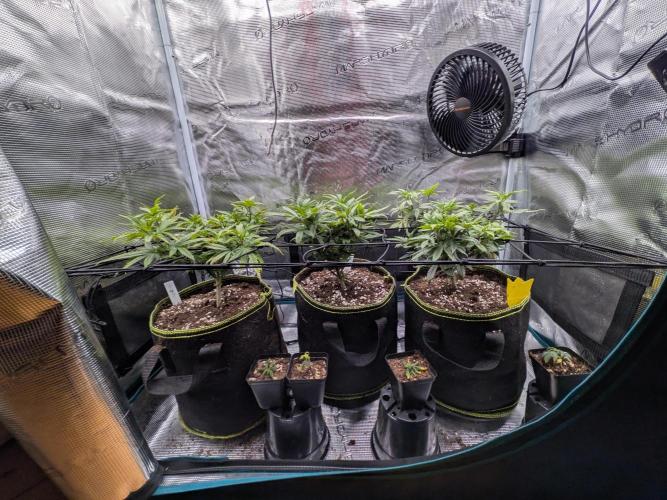 Northern Lights & Critical. Week 11