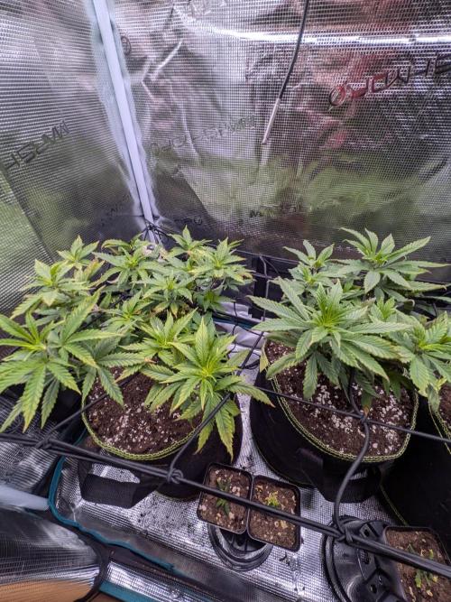 Northern Lights & Critical. Week 11