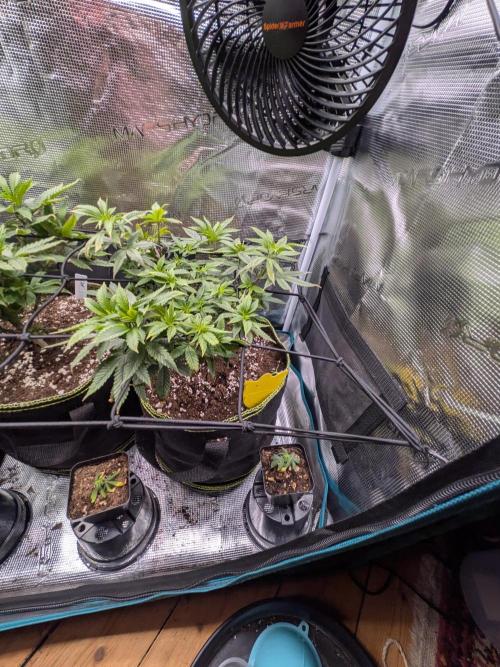 Northern Lights & Critical. Week 11