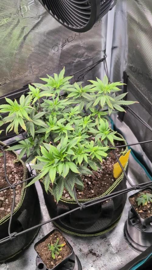 Northern Lights & Critical