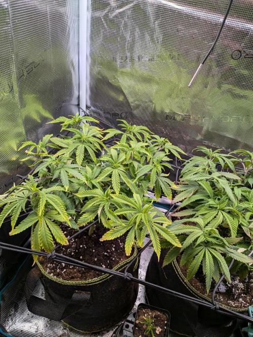 Northern Lights & Critical. Week 12