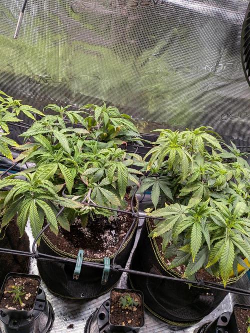 Northern Lights & Critical. Week 12