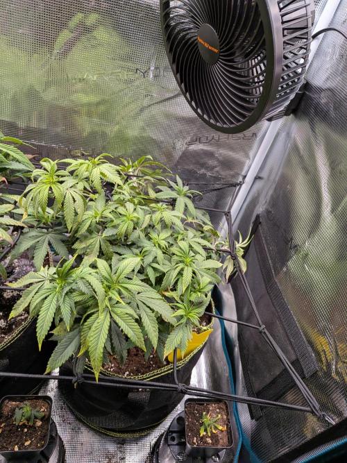 Northern Lights & Critical. Week 12