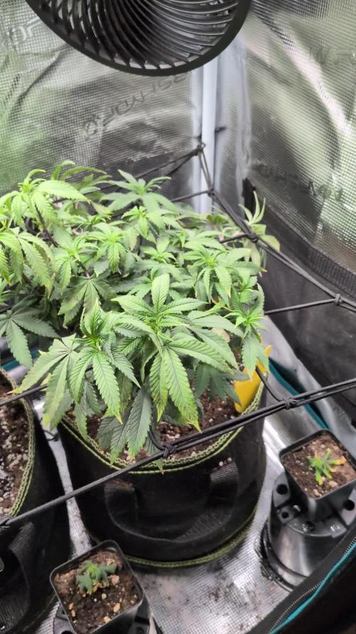 Northern Lights & Critical