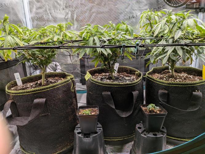 Northern Lights & Critical. Week 12