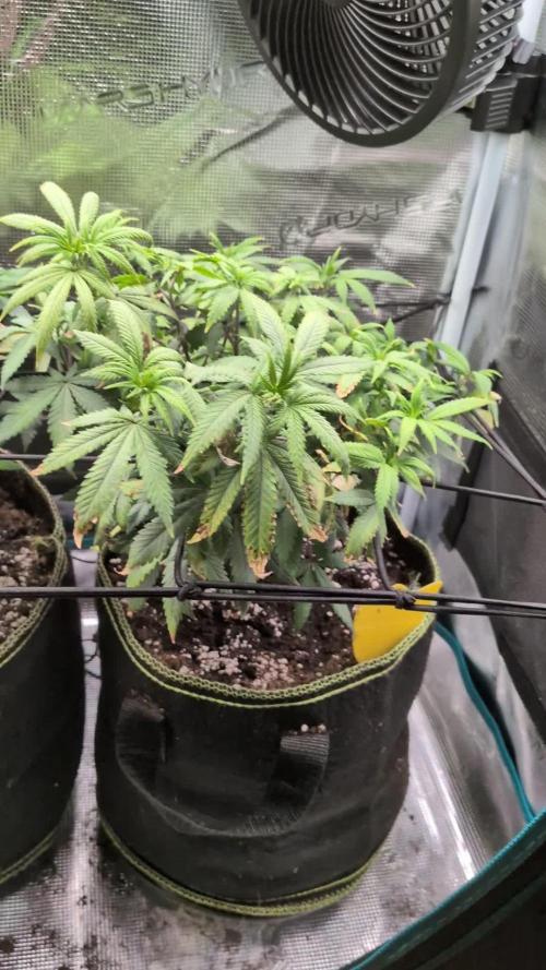 Northern Lights & Critical