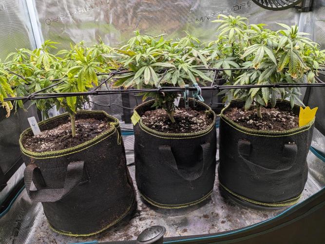Northern Lights & Critical. Week 13