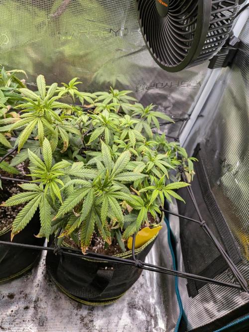Northern Lights & Critical. Week 13