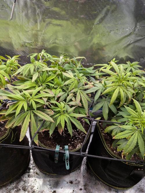 Northern Lights & Critical. Week 13