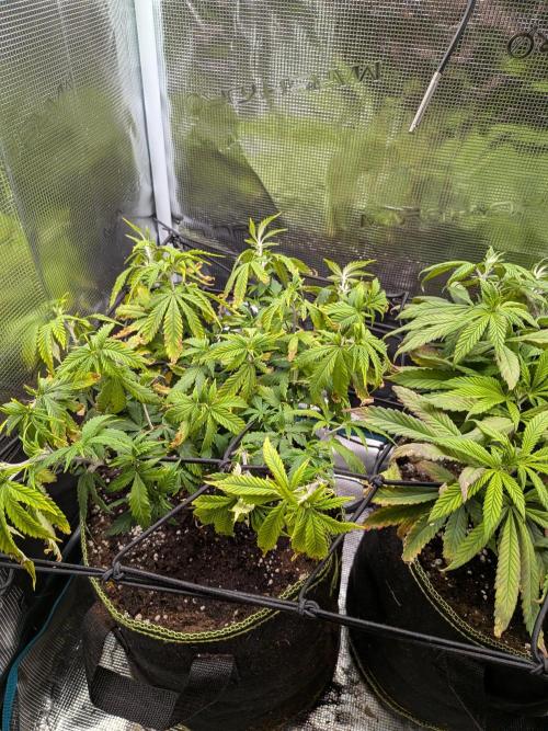 Northern Lights & Critical. Week 13