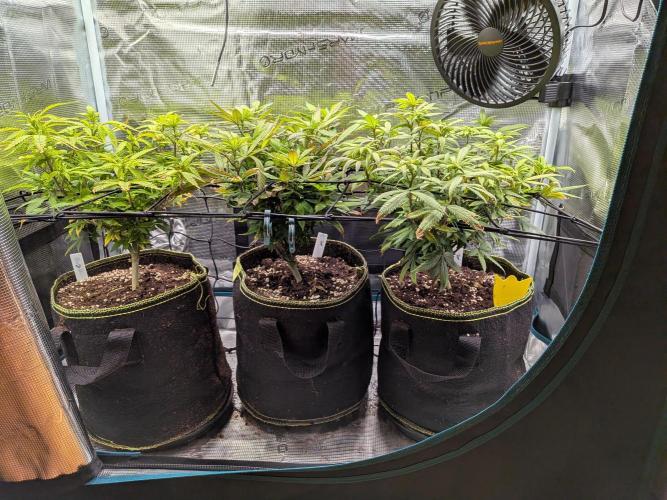 Northern Lights & Critical. Week 14