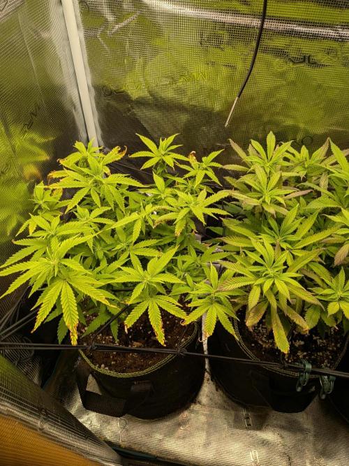 Northern Lights & Critical. Week 14
