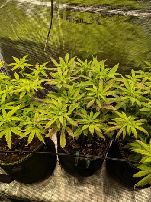 Northern Lights & Critical. Week 14