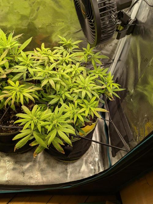 Northern Lights & Critical. Week 14