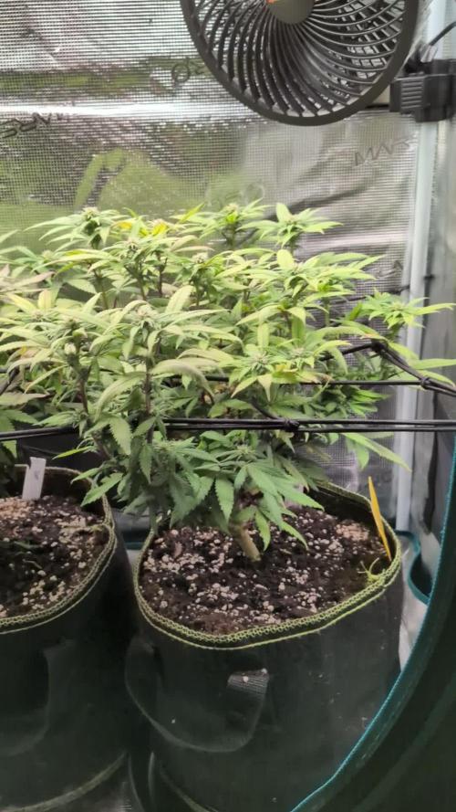 Northern Lights & Critical
