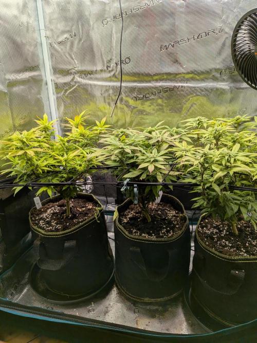 Northern Lights & Critical. Week 15