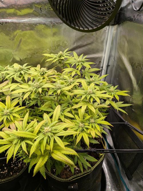 Northern Lights & Critical. Week 15