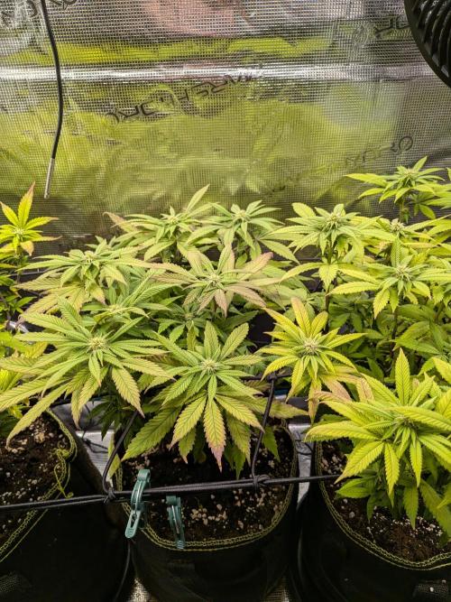 Northern Lights & Critical. Week 15