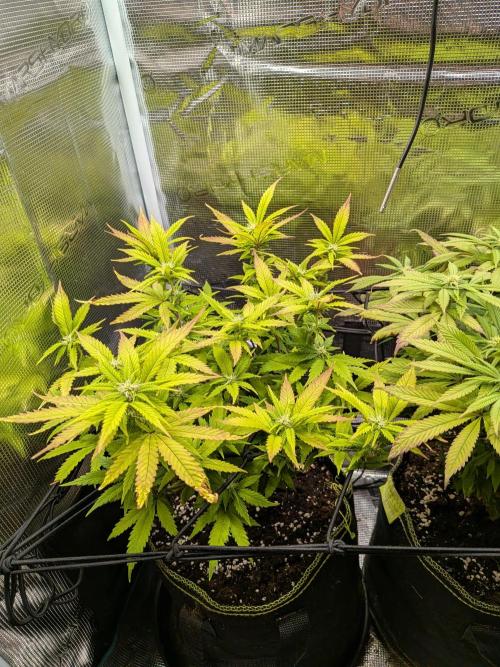 Northern Lights & Critical. Week 15