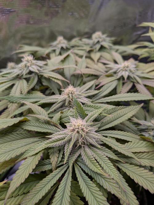 Northern Lights & Critical. Week 16