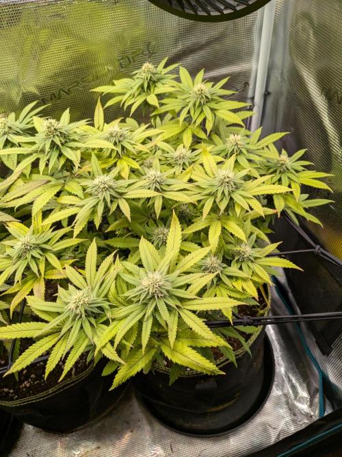 Northern Lights & Critical. Week 16