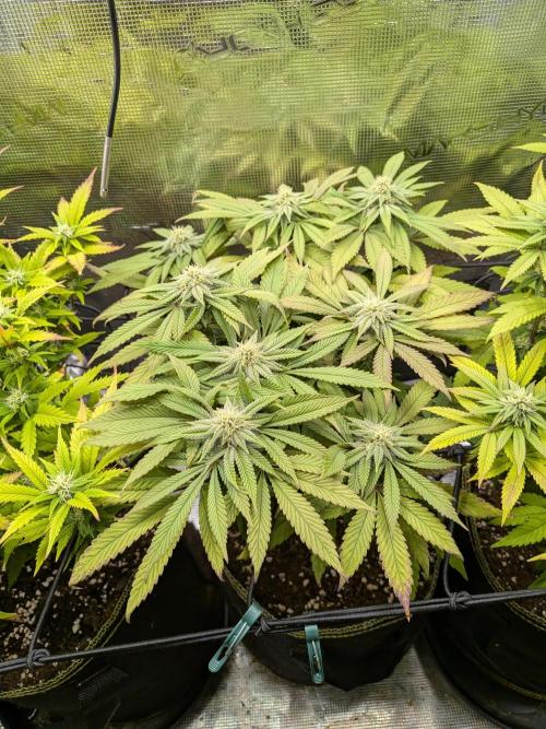 Northern Lights & Critical. Week 16