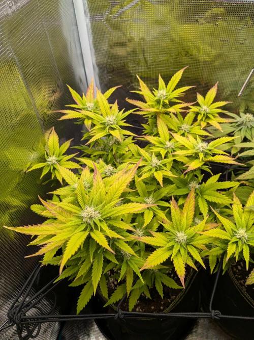 Northern Lights & Critical. Week 16