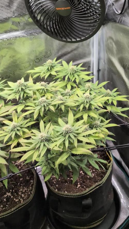 Northern Lights & Critical