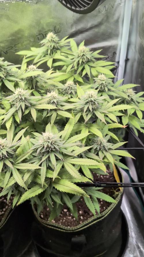 Northern Lights & Critical