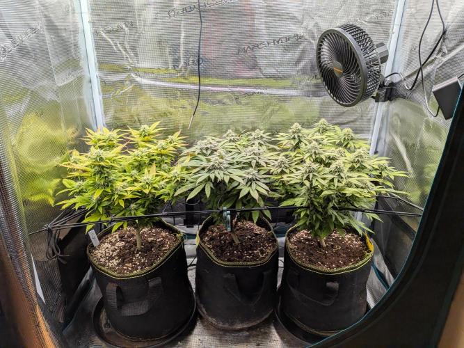 Northern Lights & Critical. Week 17