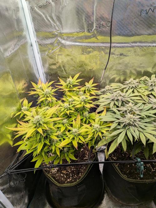 Northern Lights & Critical. Week 17