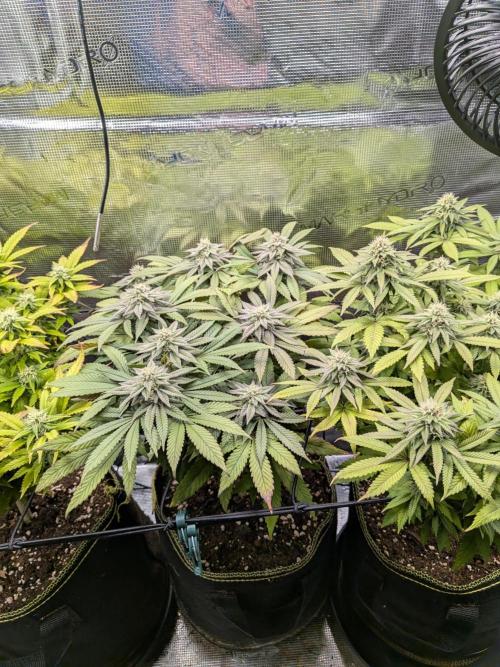 Northern Lights & Critical. Week 17