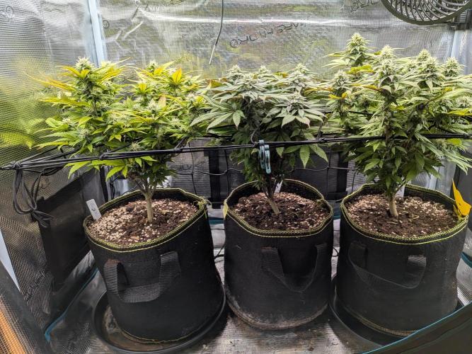 Northern Lights & Critical. Week 17
