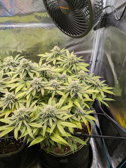 Northern Lights & Critical. Week 17