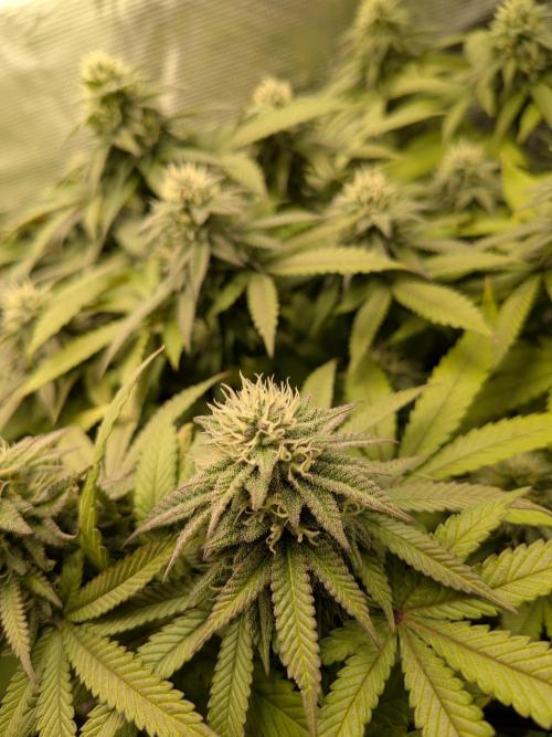Northern Lights & Critical. Week 17