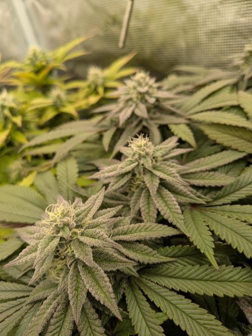 Northern Lights & Critical. Week 17