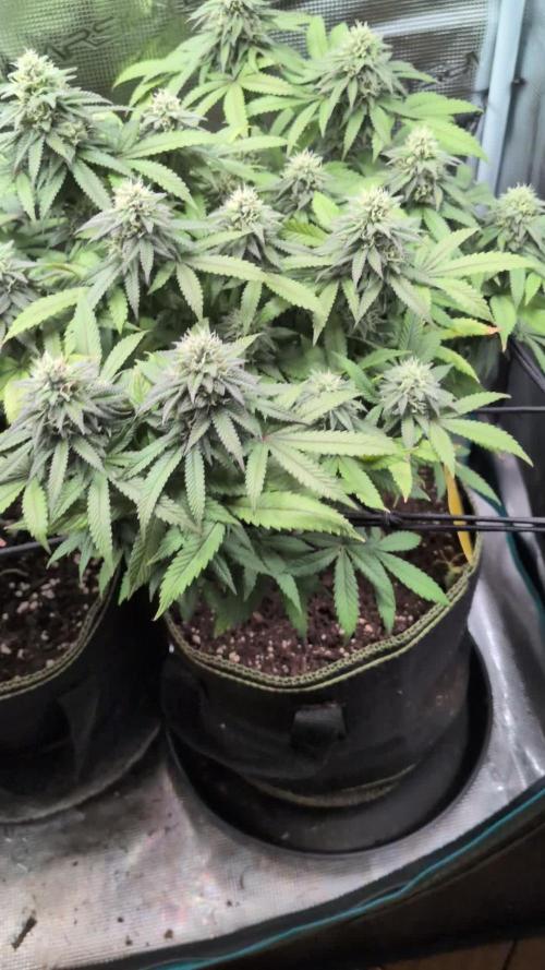 Northern Lights & Critical