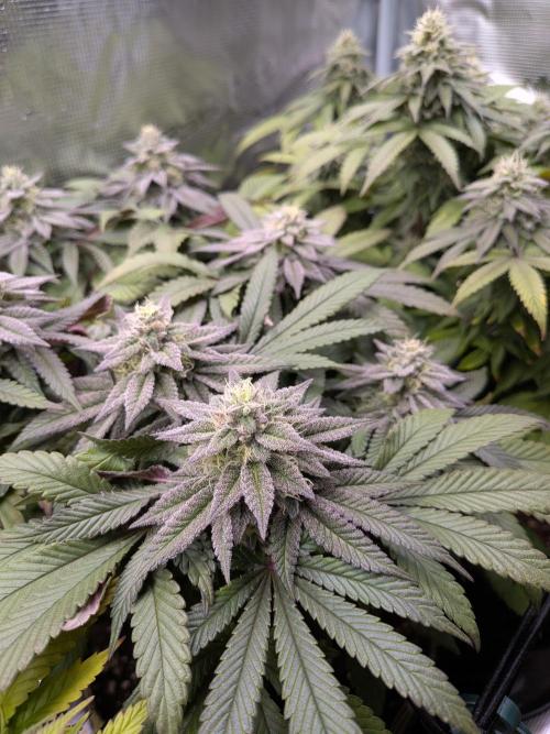 Northern Lights & Critical. Week 18