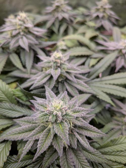 Northern Lights & Critical. Week 18