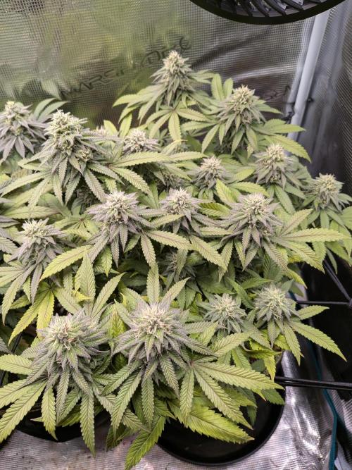 Northern Lights & Critical. Week 18
